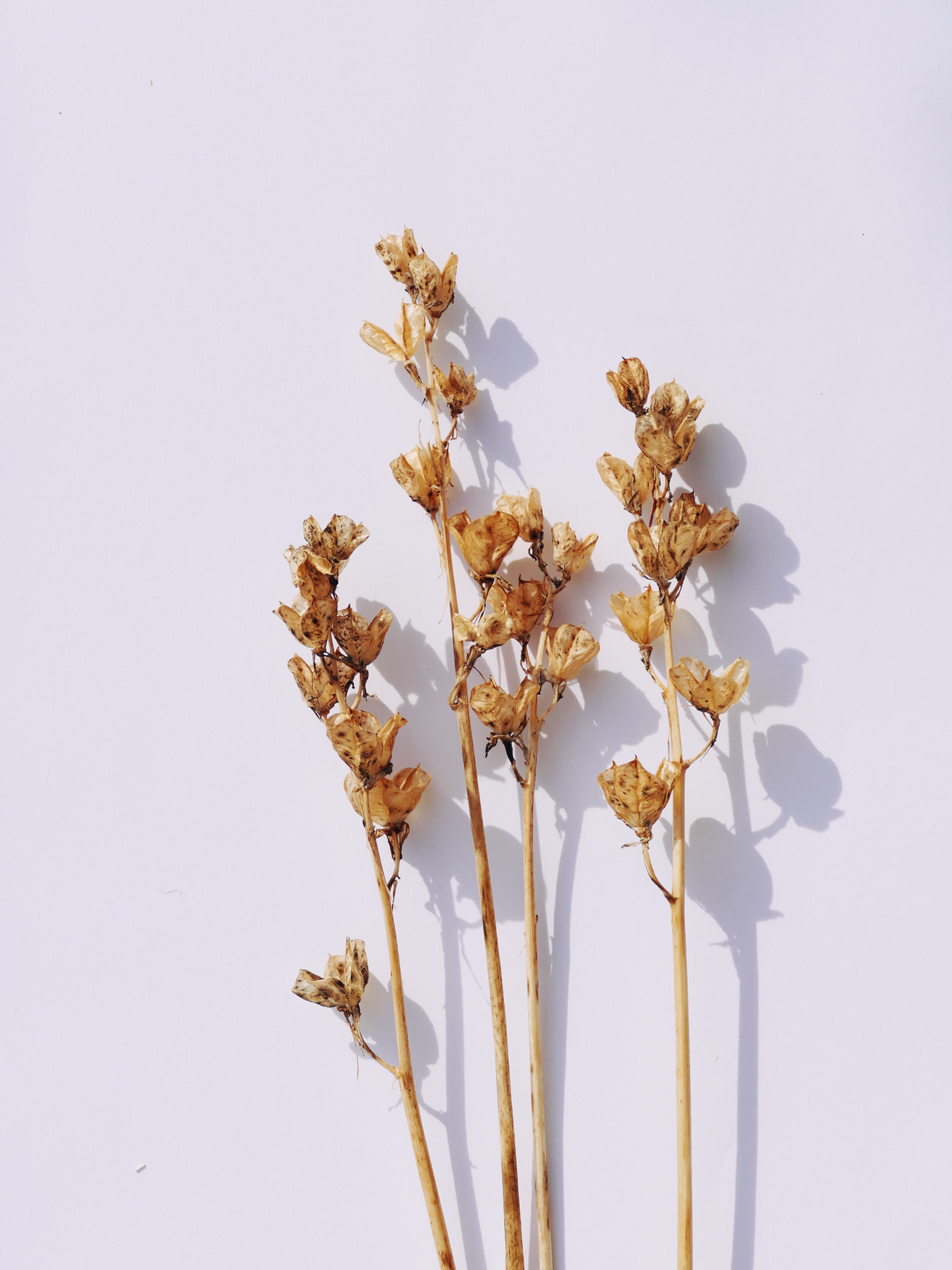 Brown and White Dried Flowers on a Flat Surface